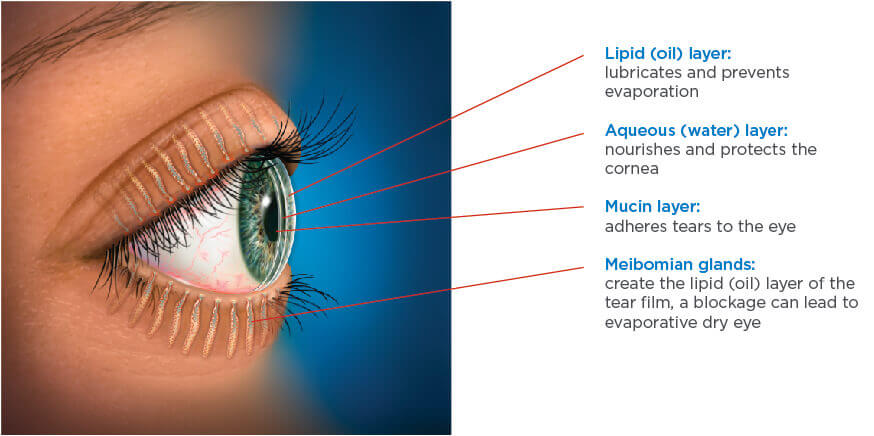 Illustration of tear film